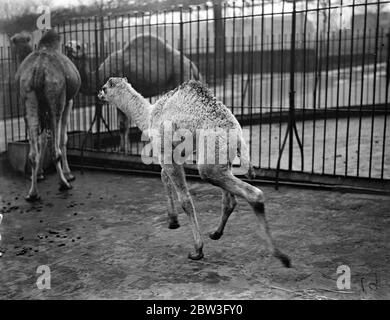 Baby Kamel im London Zoo. Februar 1935 Stockfoto