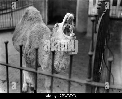 Baby Kamel im London Zoo. Februar 1935 Stockfoto