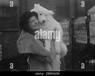 Crufts, in der landwirtschaftlichen Halle, Islington. Samoyed bei Crufts, Mrs Turner mit ihrem Hund. Februar 1935 Stockfoto