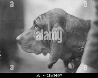 Crufts, in der landwirtschaftlichen Halle, Islington. Champion ausgestellt auf Crufts , Bluthund von Mr. A Lucas . Februar 1935 Stockfoto