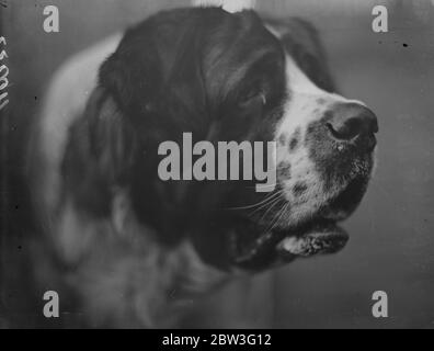 Crufts, in der landwirtschaftlichen Halle, Islington. Ein Eintrag in Crufts, Prinz Bruno ein feiner St Bernard. Februar 1935 Stockfoto