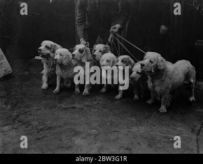 Crufts, in der landwirtschaftlichen Halle, Islington. Eine Reihe von Clumber Spaniels . Februar 1935 Stockfoto