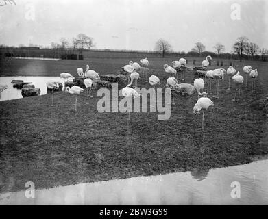 Flamingos in ihren neuen Quartieren in Whipsnade . Die Flamingos im Whipsnade Zoo sind nun in den neuen Quartieren, in die sie gerade gezogen sind, zu Hause. Foto zeigt, Flamingos 'WC-Zeit in ihren neuen Quartieren in Whipsnade. 11. April 1936 Stockfoto