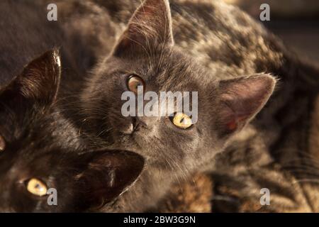 Malerische Nahaufnahme eines britischen grauen Tabby Kätzchens, das in der Sonne sitzt, unter seinen Geschwistern. Die Szene wurde im Garten eines Cheshire vi festgehalten Stockfoto