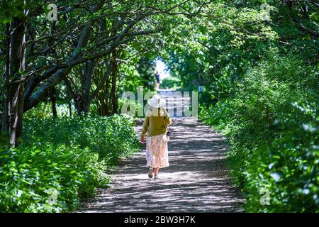 Eastbourne UK 29. Mai 2020 - EINE Frau genießt einen Spaziergang durch den Wald von Arlington Reservoir in der Nähe von Eastbourne in Sussex an einem heißen sonnigen Tag während der Coronavirus COVID-19 Pandemie Krise . Quelle: Simon Dack / Alamy Live News Stockfoto