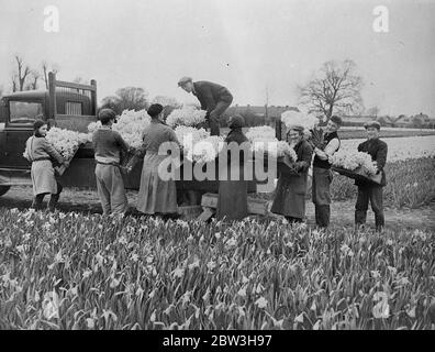 Wunderbare Narzisse Ernte in für Ostern Markt geerntet. Ernte Narzissen in der Nähe von Chichester , Sussex . April 1935 Stockfoto