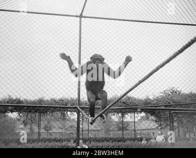 Zoo Schimpansen Proben für erste Open-Air-Party. Foto zeigt Fifi, wie sie ihre enge Seilhandlung während einer Probe am 2. Juli 1935 vorführt Stockfoto