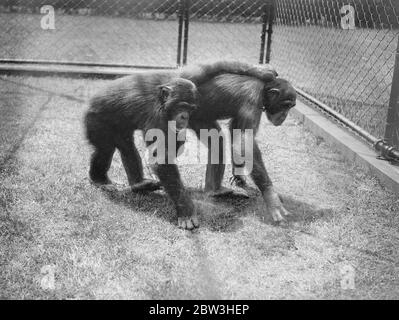 Zoo Schimpansen Proben für erste Open-Air-Party. Foto zeigt Fifi und Jackie spielen auf ihrem neuen Spielplatz. Juli 1935 Stockfoto