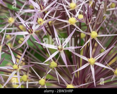 Eine Nahaufnahme des lila Sterns wie Blüten von Allium christophii Stockfoto