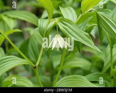 Eine Nahaufnahme der zarten weißen glockenförmigen Blume von Disporum viridescens Stockfoto