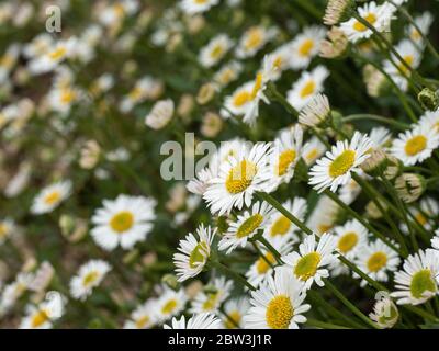 Ein Blick auf die kleinen Gänseblümchen-ähnlichen Blüten des niedrig wachsenden Erigeron karvinskianus Stockfoto