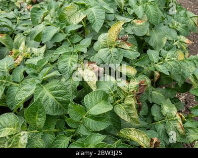 Die braunen Flecken und Schäden, die durch Frost auf den Blättern der Kartoffelpflanzen verursacht werden Stockfoto