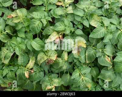 Die braunen Flecken und Schäden, die durch Frost auf den Blättern der Kartoffelpflanzen verursacht werden Stockfoto