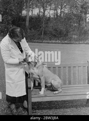 Rhodesische Löwenhunde für Olympia Show. Rhodesian Ridgeback Lion Dogs, eine seltene Rasse in England, werden von Frau L Hamilton in Sarisbary, Southampton, für die Meisterschaft Hund Show der Damen Kennel Association in Olympia London stattfinden vorbereitet. Foto zeigt, Ubele der Height Finder, ein Löwe Hund von Frau L Hamilton auf der Show ausgestellt werden. 25. April 1936 Stockfoto