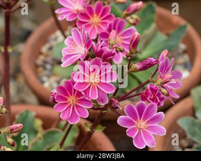 Eine Nahaufnahme der tiefrosa Blüten eines Lewisia cotyledon Stockfoto