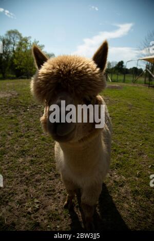 Große Haare und Ohren auf einer fawn farbigen Vorderansicht eines Alpaka Stockfoto