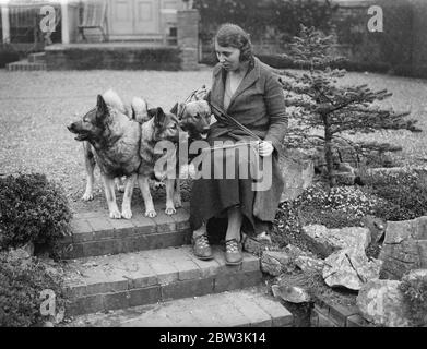 Elkhounds und Löwenhunde für Olympia. Elkhounds und Rhodesian Ridgeback Löwenhunde werden von Frau Hamilton in Sarisbury, Southampton, für die Championship Dog Show der Damen-Zwinger-Vereinigung vorbereitet, die am dienstag im Olympia London eröffnet wird. Foto zeigt, Elkhounds und Löwen Hunde (helle Farbe) in Sarisbury. 27. April 1936 Stockfoto