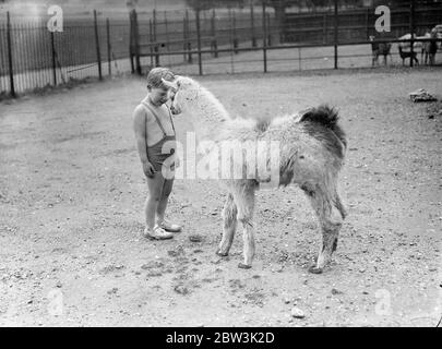 Molly, Zoo ' s Baby Llama, gefällt ihre Besucher! Molly, ein Baby-Lama, geboren im Januar im London Zoo, erwirbt bereits ein Repertoire an interessanten Tricks. Wann immer sie ihren Namen ruft, läuft sie sofort vorwärts und wird oft ihre Arme um den Hals eines Bewunderers legen. Sie reibt auch gerne Nasen mit ihren Besuchern! Foto zeigt: Little Buddy Booth reibt Nasen mit Molly, dem Baby-Lama. 29 Mai 1936 Stockfoto