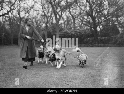 Elkhounds und Löwenhunde für Olympia. Elkhounds und Rhodesian Ridgeback Löwenhunde werden von Frau Hamilton in Sarisbury, Southampton, für die Championship Dog Show der Damen-Zwinger-Vereinigung vorbereitet, die am dienstag im Olympia London eröffnet wird. Foto zeigt, Elkhounds und Löwen Hunde (helle Farbe) in Sarisbury. 27. April 1936 Stockfoto