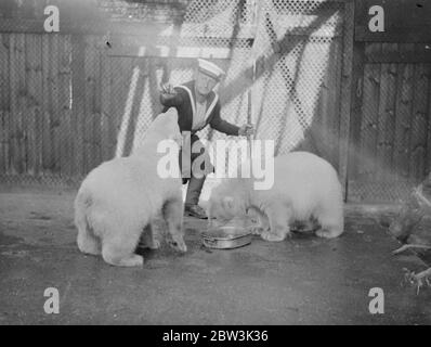 Die Marine macht Freunde ! . Zwei drei Monate alte Eisbären sind die neuesten Ankünfte in der Navy ' s eigenen Zoo auf Whale Island ( HMS Excellent ) in Portsmouth . Freundliche Kugeln aus weißem Fell, die Bärenjungen, die vom britischen Konsul in Tomso (Norwegen) vorgestellt wurden, haben sich schnell in ihren neuen Vierteln niedergelassen. Der Zoo, der einzige seiner Art in der Welt, erhält den Großteil seiner Exponate von Männern der britischen Marine. Foto zeigt, Segler Freundschaft mit den Eisbären Jungen im Whale Island Zoo, Portsmouth. Juli 1936 Stockfoto