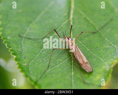 Tipula oleracean Kran fliegen auf einem Blatt Apfelbaum Stockfoto