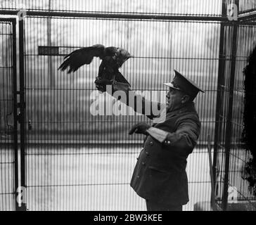 Pedro ist nach einer Woche Freiheit wieder in seinem Tiergehege. Pedro, der Truant, ist zurück in seinem Käfig im Londoner Zoo. Pedro ist ein gestürzter Adler, der den Zoo Behörden schlaflose Nächte für eine Woche gab, nachdem er es geschafft hatte zu entkommen. Er nahm Quartier in den Bäumen des Zoos und widersetzte sich jeder Schmeichelkeit, auf die ein hungriger Adler zu erwarten wäre, zu reagieren, Bis er bemerkte, ein Holz-Schweinchen, das in die Krananlage getaucht hatte. Henne pedro verlor seine Selbstkontrolle und flog zum Kill nur sicher in einem Keeper ' s net gefangen werden. Foto zeigt, Pedro sicher zurück in seinem Käfig im London Zoo. Judgin Stockfoto