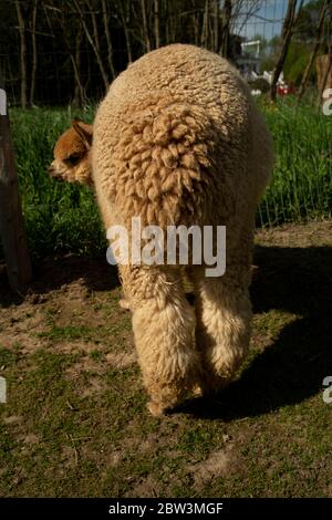 Fawn farbigen Alpaka Po mit Kopf ragen aus der Seite. Stockfoto