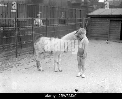 Molly, Zoo ' s Baby Llama, gefällt ihre Besucher! Molly, ein Baby-Lama, geboren im Januar im London Zoo, erwirbt bereits ein Repertoire an interessanten Tricks. Wann immer sie ihren Namen ruft, läuft sie sofort vorwärts und wird oft ihre Arme um den Hals eines Bewunderers legen. Sie reibt auch gerne Nasen mit ihren Besuchern! Foto zeigt: Little Buddy Booth reibt Nasen mit Molly, dem Baby-Lama. 29 Mai 1936 Stockfoto