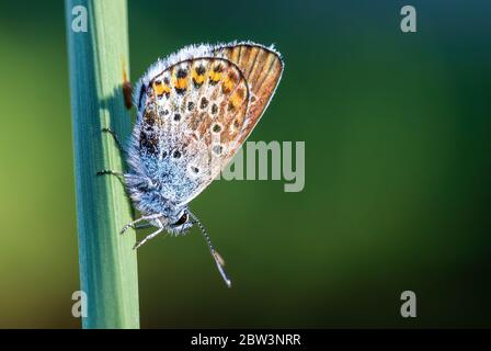 Silber - verzierte Blauer Schmetterling - Plebejus argus, schöne buttefly Farbige aus europäischen Wiesen und Weideland. Stockfoto