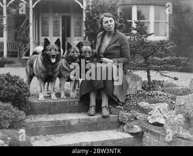 Elkhounds und Löwenhunde für Olympia. Elkhounds und Rhodesian Ridgeback Löwenhunde werden von Frau Hamilton in Sarisbury, Southampton, für die Championship Dog Show der Damen-Zwinger-Vereinigung vorbereitet, die am dienstag im Olympia London eröffnet wird. Foto zeigt, Elkhounds und Löwen Hunde (helle Farbe) in Sarisbury. 27. April 1936 Stockfoto