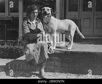 Rhodesische Löwenhunde für Olympia Show. Rhodesian Ridgeback Lion Dogs, eine seltene Rasse in England, werden von Frau L Hamilton in Sarisbary, Southampton, für die Meisterschaft Hund Show der Damen Kennel Association in Olympia London stattfinden vorbereitet. Foto zeigt, Ubele der Height Finder, ein Löwe Hund von Frau L Hamilton auf der Show ausgestellt werden. 25. April 1936 Stockfoto