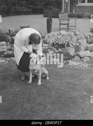 Rhodesische Löwenhunde für Olympia Show. Rhodesian Ridgeback Lion Dogs, eine seltene Rasse in England, werden von Frau L Hamilton in Sarisbary, Southampton, für die Meisterschaft Hund Show der Damen Kennel Association in Olympia London stattfinden vorbereitet. Foto zeigt, Ubele der Height Finder, ein Löwe Hund von Frau L Hamilton auf der Show ausgestellt werden. 25. April 1936 Stockfoto