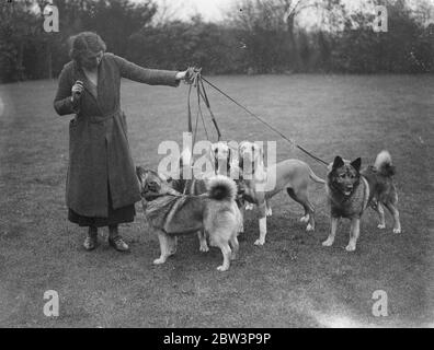 Elkhounds und Löwenhunde für Olympia. Elkhounds und Rhodesian Ridgeback Löwenhunde werden von Frau Hamilton in Sarisbury, Southampton, für die Championship Dog Show der Damen-Zwinger-Vereinigung vorbereitet, die am dienstag im Olympia London eröffnet wird. Foto zeigt, Elkhounds und Löwen Hunde (helle Farbe) in Sarisbury. 27. April 1936 Stockfoto