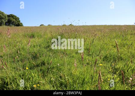 Grünes Wiesenfoxtail Gras. Hurst Meadows im Frühling Stockfoto