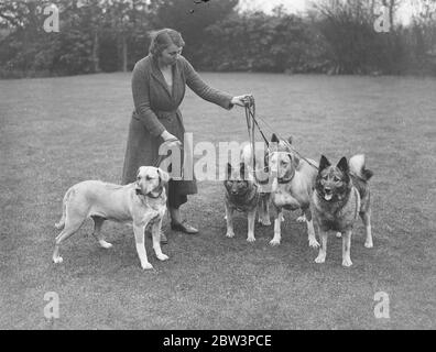 Elkhounds und Löwenhunde für Olympia. Elkhounds und Rhodesian Ridgeback Löwenhunde werden von Frau Hamilton in Sarisbury, Southampton, für die Championship Dog Show der Damen-Zwinger-Vereinigung vorbereitet, die am dienstag im Olympia London eröffnet wird. Foto zeigt, Elkhounds und Löwen Hunde (helle Farbe) in Sarisbury. 27. April 1936 Stockfoto