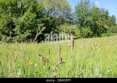 Grünes Wiesenfoxtail Gras. Hurst Meadows im Frühling Stockfoto