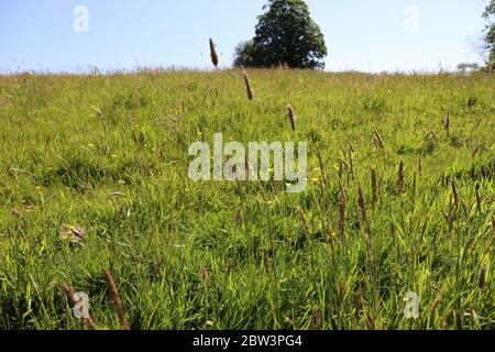 Grünes Wiesenfoxtail Gras. Hurst Meadows im Frühling Stockfoto