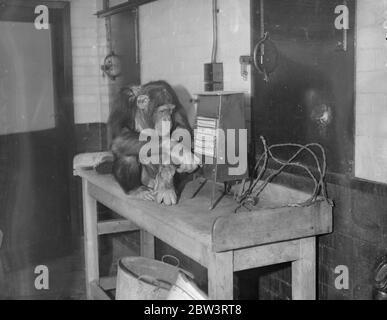 Jackie, Zoo Schimpansen, schaltet die Hitze. "Kein Osterzittern für mich", sagte Jackie, der Schimpanse im London Zoo, als er in der Nähe seiner elektrischen Heizung Station nahm. Wie beneideten ihn seine Besucher! . Foto zeigt, Jackie, der Zoo Schimpanse, sonnen sich in der Wärme von seinem elektrischen Heizgerät. 13. April 1936 Stockfoto