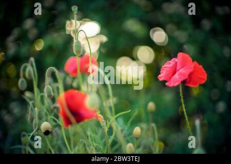 Drei rote, üppige Mohnblumen wachsen in einem grünen Garten mit anderen kleinen geschlossenen Knospen Stockfoto