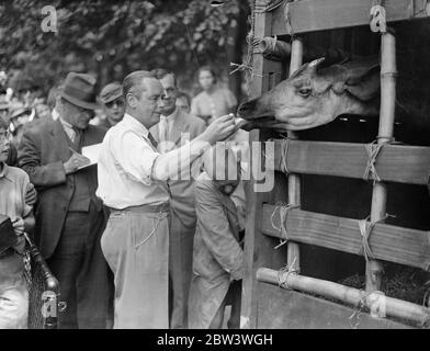 Okapi nimmt Wohnsitz im London Zoo. Es wurde dem Zoo vom Prinzen von Wales geschenkt, der es ihm wiederum vom König von Belgien überreicht hatte. 31 Juli 1935 Stockfoto