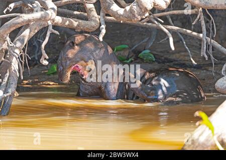 Riesenflussotter auf einem abgelegenen Flussufer im Pantanal in Brasilien Stockfoto