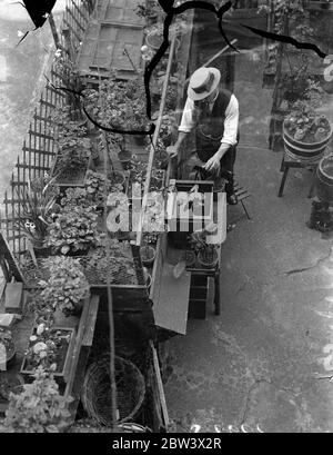 Londoner wächst EINEN schönen Garten in einem Asphalt Hinterhof; ein Aquarium, auch! Herr . William Henfrey von Cromer Street, Kings Cross, hat einen Garten voller Blumen - aber keinen Boden! Sein Garten ist nur ein asphaltierter Hinterhof. Die Blüten sind in Töpfen - fast zweihundert von ihnen - auf leeren Hundezwinger platziert. Der Hinterhof ist von hohen Mauern und hohen, rauchenden Schornsteinen umgeben, aber Fuchsien, Dahlien, Geranien und Snap - Drachen gedeihen. Goldfische und Holländischer Karpfen schwimmen im Aquarium und Rosen klettern um einen Gitterbogen. Die Form, die Herr Henfrey in seinen Töpfen verwendet, kaufte er in einem Haversack von Hill Stockfoto