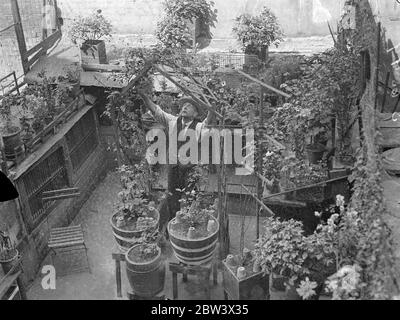 Londoner wächst EIN schöner Garten in einem Asphalt Hinterhof. Herr . William Henfrey von Cromer Street, Kings Cross, hat einen Garten voller Blumen - aber keinen Boden! Sein Garten ist nur ein asphaltierter Hinterhof. Die Blüten sind in Töpfen - fast zweihundert von ihnen - auf leeren Hundezwinger platziert. Der Hinterhof ist umgeben von hohen Mauern und hohen, rauchenden Schornsteinen, aber Fuchsien, Dahlien, Geranien und Snap - Drachen gedeihen. Goldfische und Holländischer Karpfen schwimmen im Aquarium und Rosen klettern um einen Spalierbogen. Die Form von Herrn Henfry in seinen Töpfen kaufte er in einem haversack von Hillingdon, Middlesex. Stockfoto