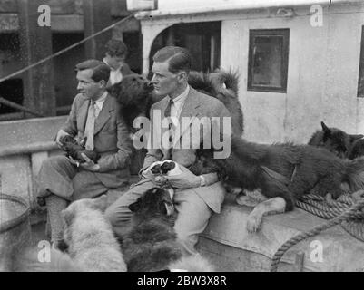 Oxford University Expedition aus der Arktis mit 16 Huskies. Nach einem Jahr Aufenthalt in den Polarregionen Nordislands und Lapplands erreichte die Oxford University Expedition Hayes Wharf, London, auf der Nordkapp II. Sie haben 16 Husky Hunde für den Whipsnade Zoo mitgebracht - 11 ausgewachsene und 5 Welpen auf der Heimreise geboren. Ein Mitglied der Expedition hatte eine enge Flucht, als sie auf Eisscholle abgeschnitten wurden, nachdem sie ihr Beiboot verloren hatten. Sie machten ein weiteres kleines Boot aus einer Hütte und einem Luftbett und konnten zu ihrer Basis zurückkehren. Die Expedition , die von Herrn geleitet wurde . Alexander ( S Stockfoto