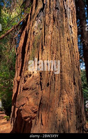 Rinde Details eines KüstenRedwood im Stout Grove des Redwood National Park in Kalifornien Stockfoto