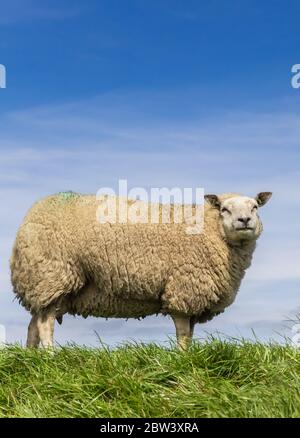 Weiße Schafe stehen auf einem Deich in Friesland, Niederlande Stockfoto