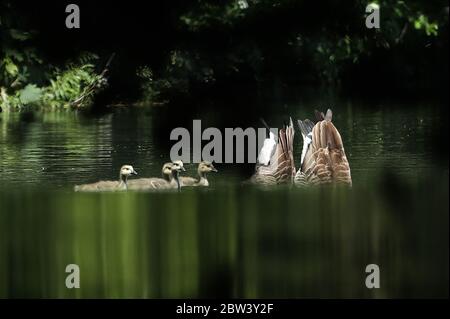 Gänse im Fluss Darent, in der Nähe von Lullingstone Castle in Eynsford, Kent. Stockfoto