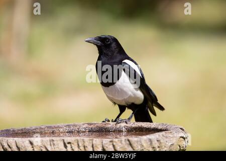 Gewöhnliche Magpie Pica pica in Nahaufnahme auf dem Rand eines Garten Vogelbades vor einem diffusen Hintergrund Stockfoto