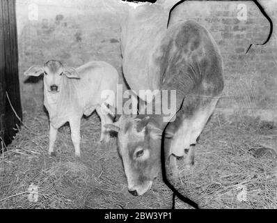 Die heilige Kuh des Zoos hat ein Kalb. Ein Kalb, das Gladdy geboren wurde, der Gujerat Zebu, ist der neueste Zuwachs im London Zoo. Sechs Wochen alt, wurde das Baby Bonny genannt. Der Zebu, eine Art Ochsen mit einem großen Höcker auf den Schultern von hellgrauer Farbe, gilt in einigen Teilen Indiens als heilig. Foto zeigt: Bonny, das Kalb, mit seiner Mutter Gladdy, im London Zoo. 18. Januar 1937 Stockfoto