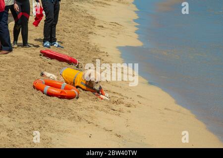 Rettungshund, Rettungsdemonstration mit den Hunden am Strand Stockfoto